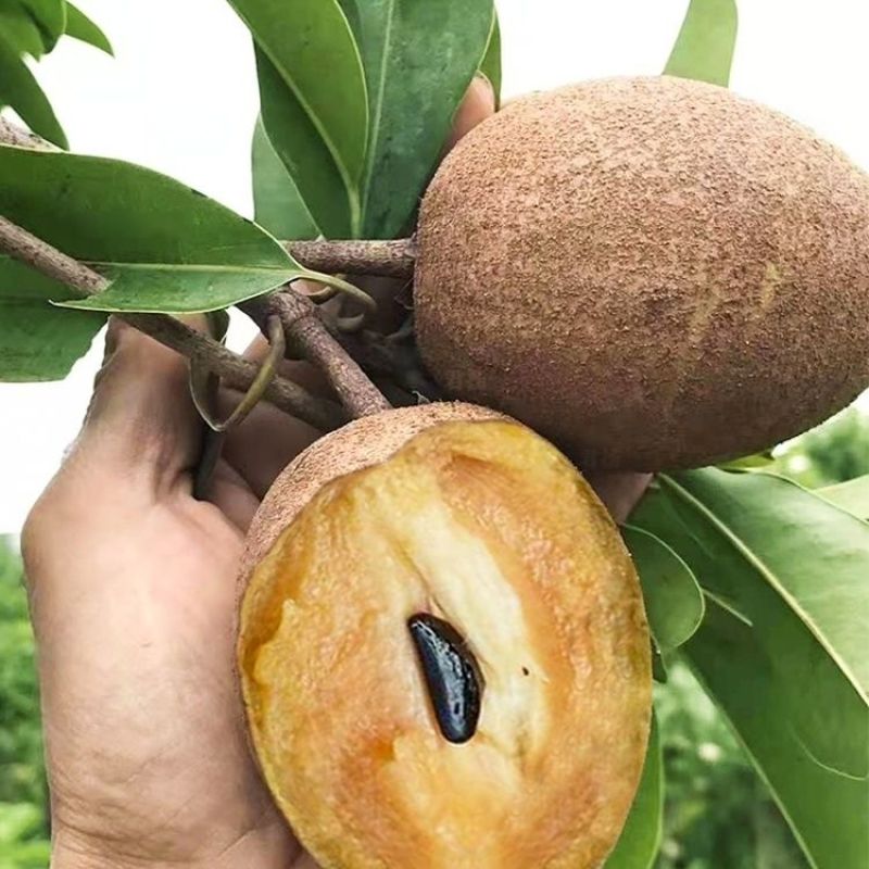 人心果树苗带果仁心果庭院果树苗南北方可种果肉香甜带土发货