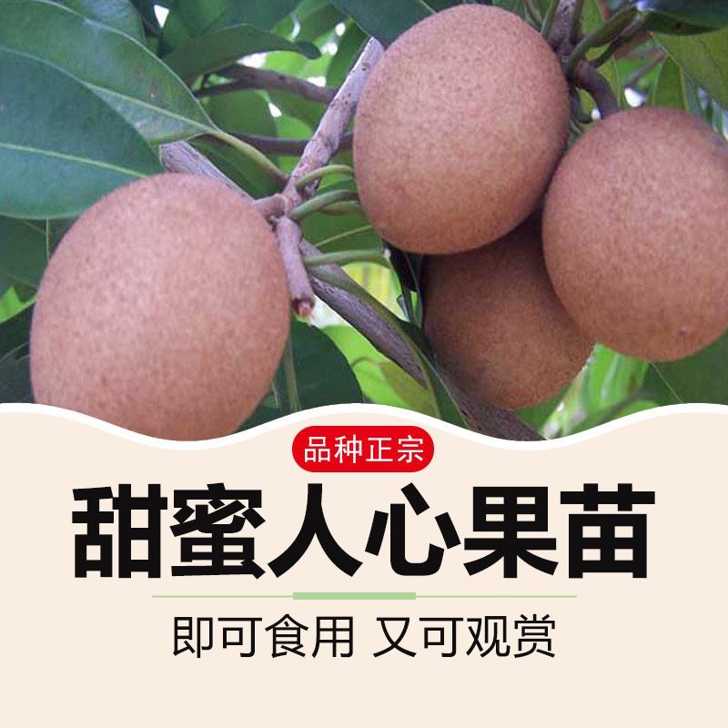 人心果树苗带果仁心果庭院果树苗南北方可种果肉香甜带土发货