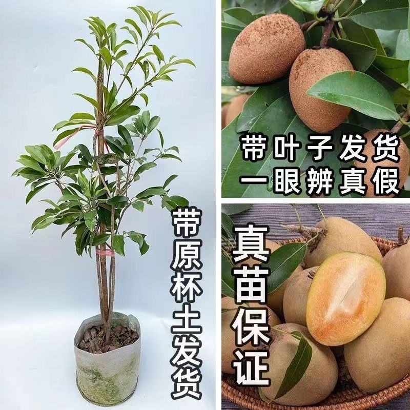 人心果树苗带果仁心果庭院果树苗南北方可种果肉香甜带土发货