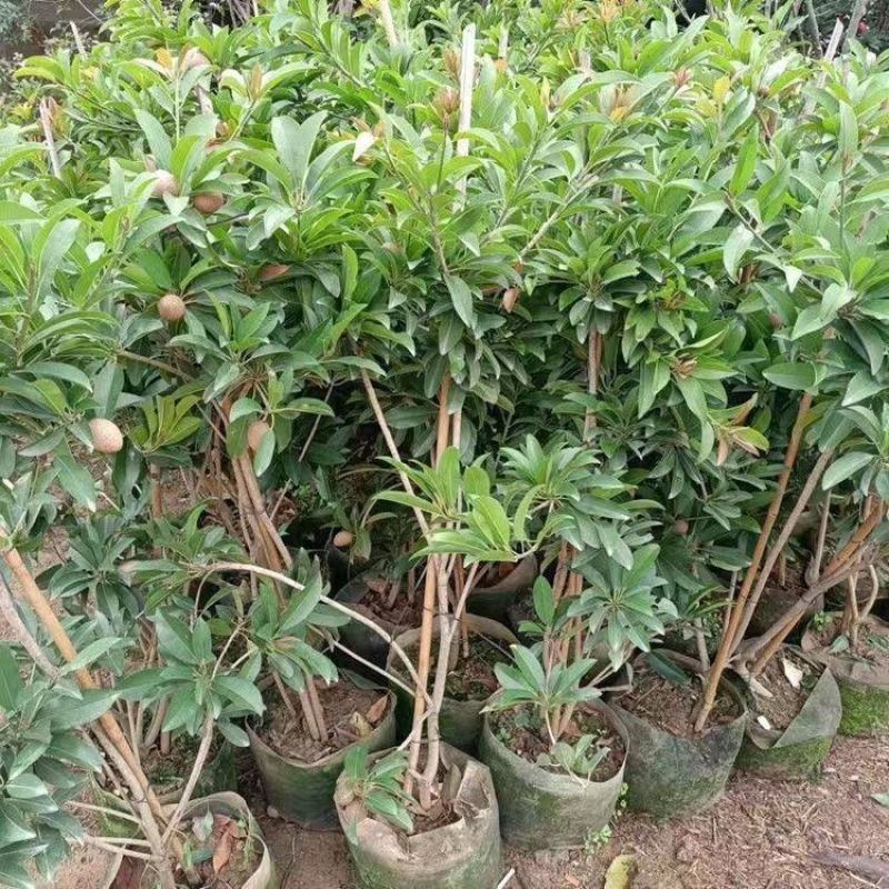 人心果树苗带果仁心果庭院果树苗南北方可种果肉香甜带土发货