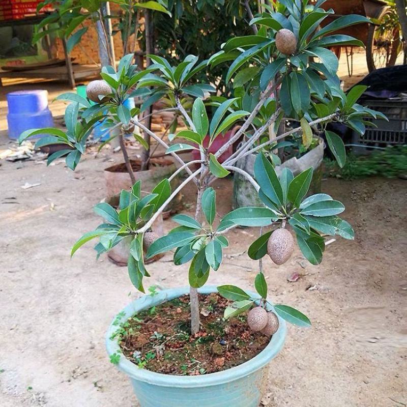 人心果树苗带果仁心果庭院果树苗南北方可种果肉香甜带土发货
