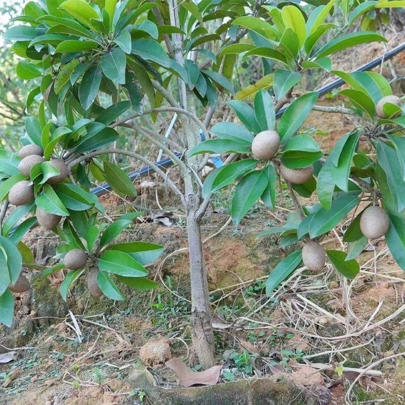 人心果树苗带果仁心果庭院果树苗南北方可种果肉香甜带土发货