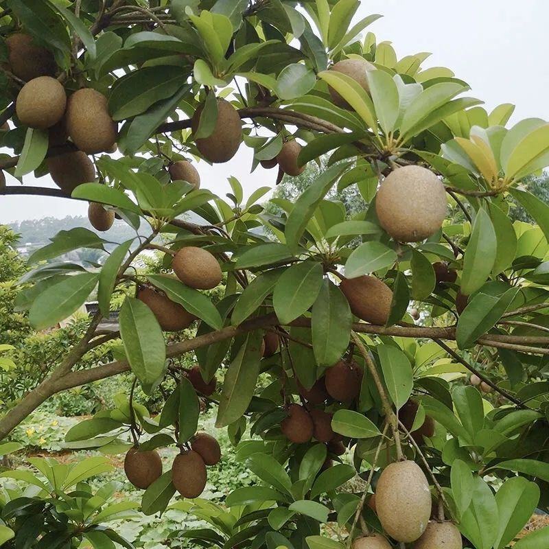 人心果树苗带果仁心果庭院果树苗南北方可种果肉香甜带土发货