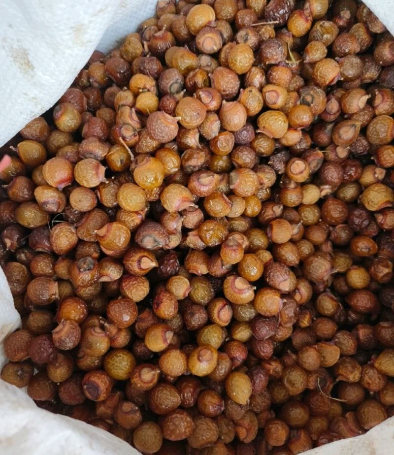 中药材无患子洗手果保证质量量大优惠