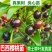 正品巴西樱桃苗南北方果树苗盆栽地栽黑玫瑰樱桃树苗当年结果
