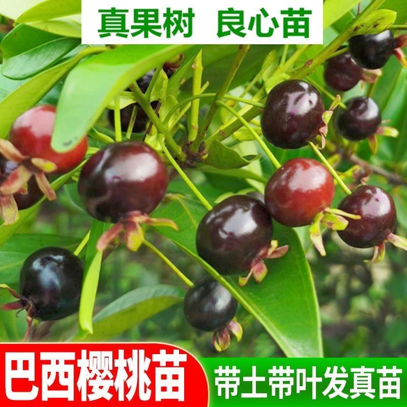 正品巴西樱桃苗南北方果树苗盆栽地栽黑玫瑰樱桃树苗当年结果