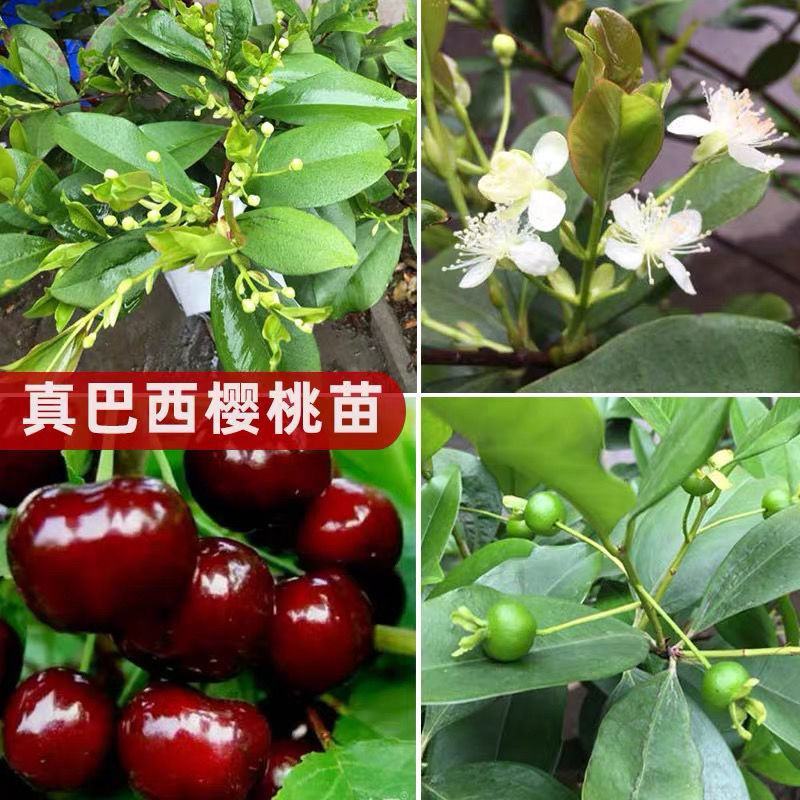 正品巴西樱桃苗南北方果树苗盆栽地栽黑玫瑰樱桃树苗当年结果