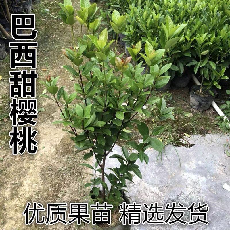 正品巴西樱桃苗南北方果树苗盆栽地栽黑玫瑰樱桃树苗当年结果