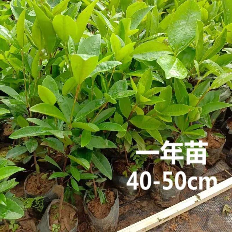 正品巴西樱桃苗南北方果树苗盆栽地栽黑玫瑰樱桃树苗当年结果