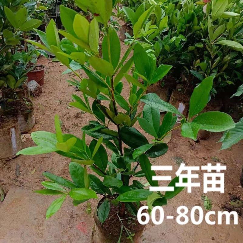 正品巴西樱桃苗南北方果树苗盆栽地栽黑玫瑰樱桃树苗当年结果