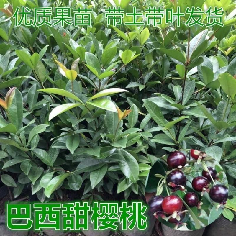 正品巴西樱桃苗南北方果树苗盆栽地栽黑玫瑰樱桃树苗当年结果