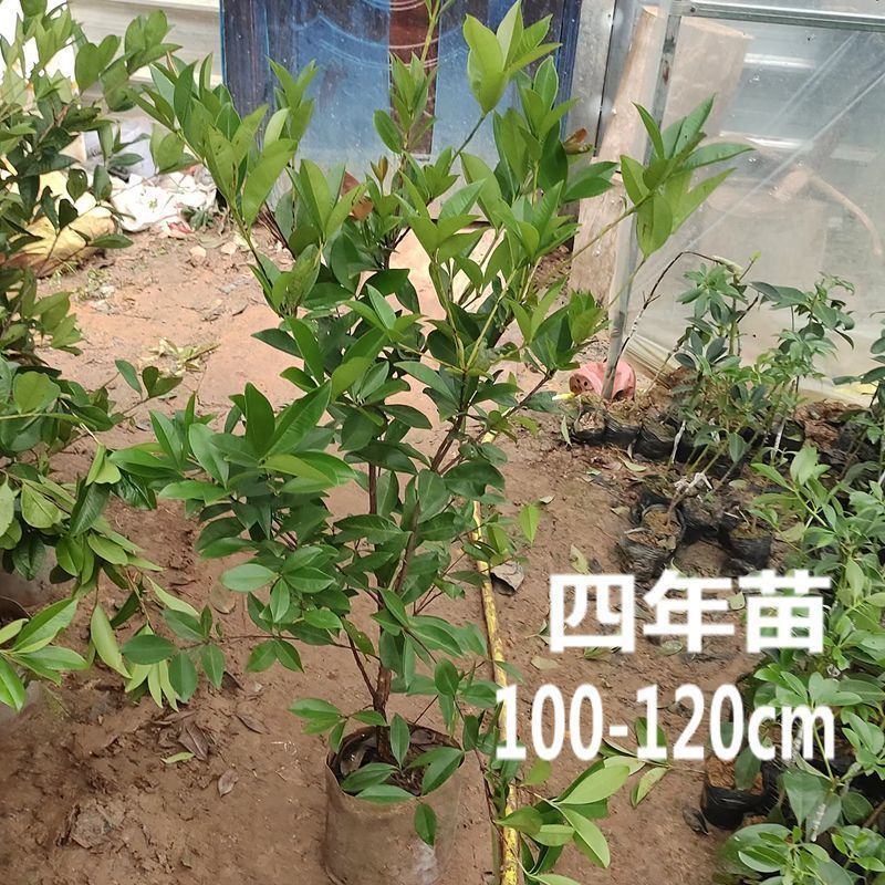 正品巴西樱桃苗南北方果树苗盆栽地栽黑玫瑰樱桃树苗当年结果