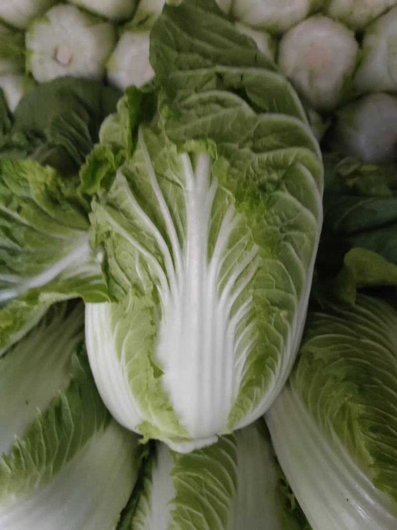 聊城市东昌府区，大包头白菜，货量充足价格便宜