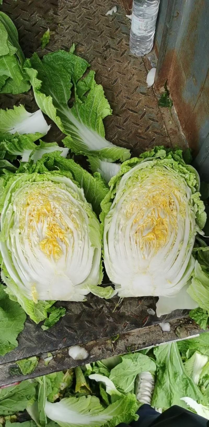 聊城市东昌府区，大包头白菜，货量充足价格便宜