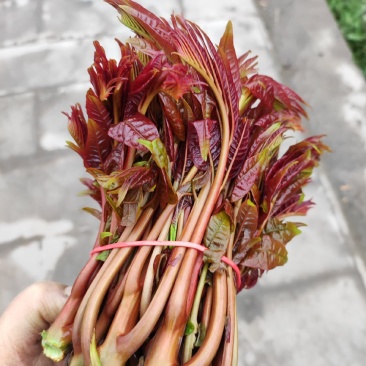 大竹二荐香椿芽上市了需要的老板联糸