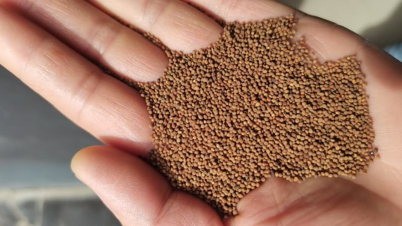菟丝子中药材内蒙野生兔丝子批发零售泡酒泡茶