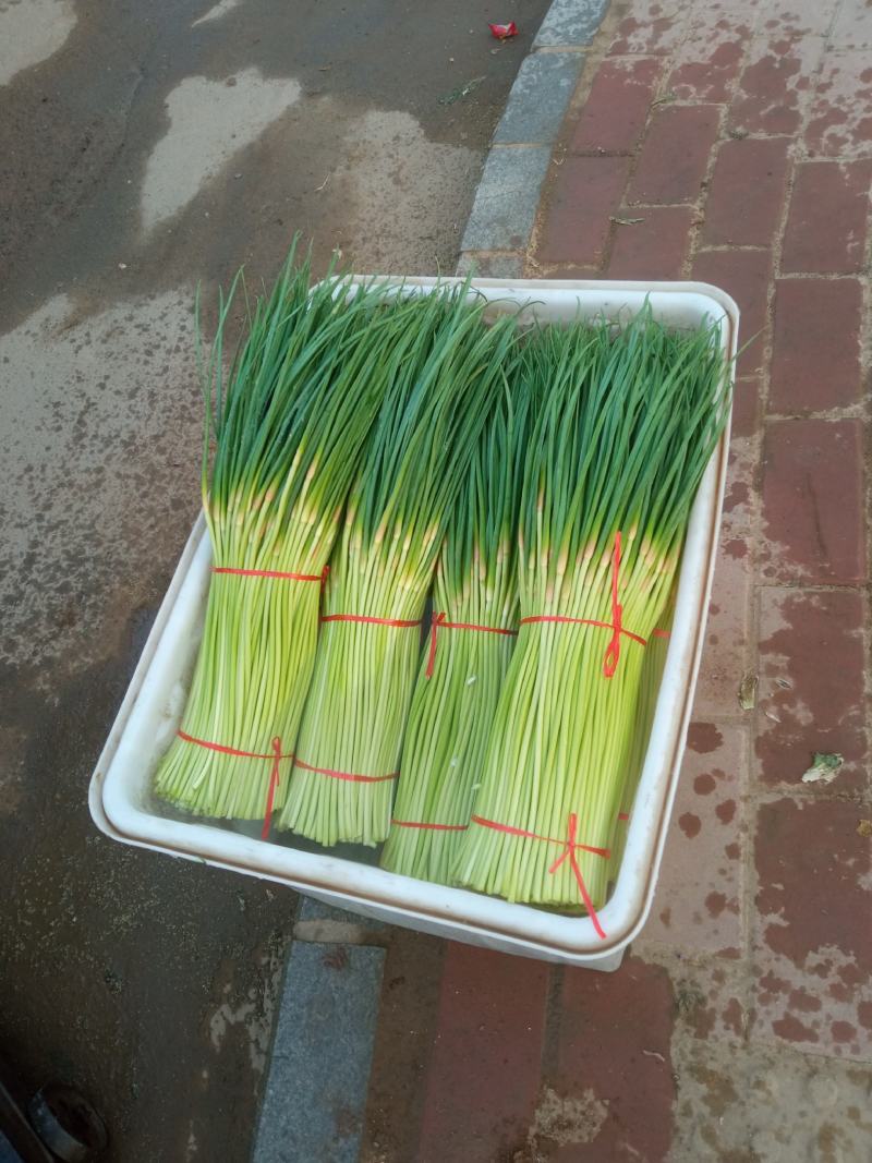 红帽蒜苔对接电商商超市场一件代发对接各大平台