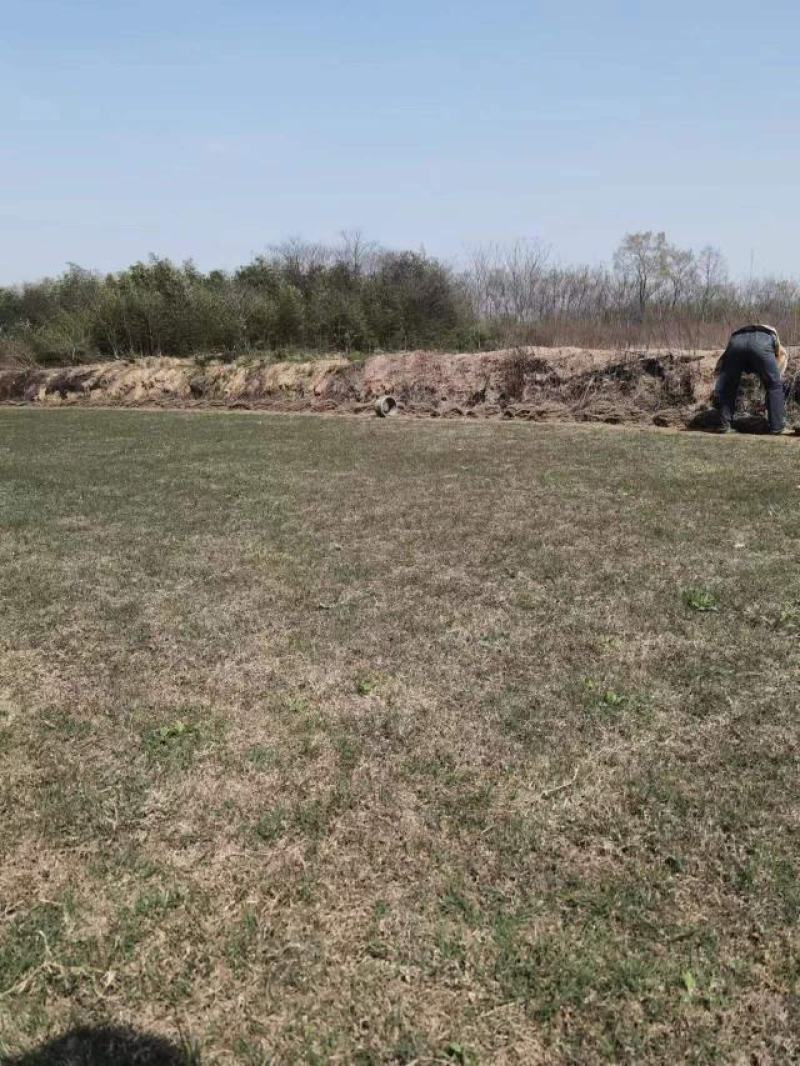 百慕大草坪欢迎随时来电咨询江苏句容德丰草坪基地直销