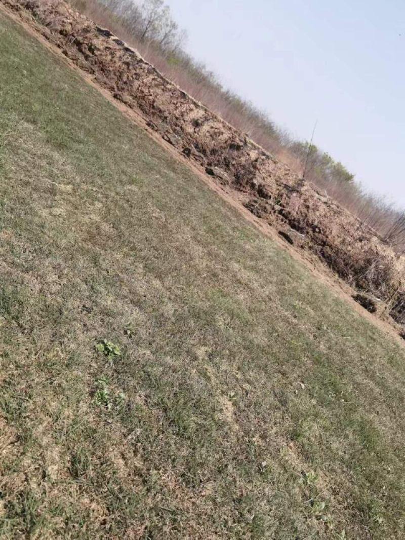 百慕大草坪欢迎随时来电咨询江苏句容德丰草坪基地直销