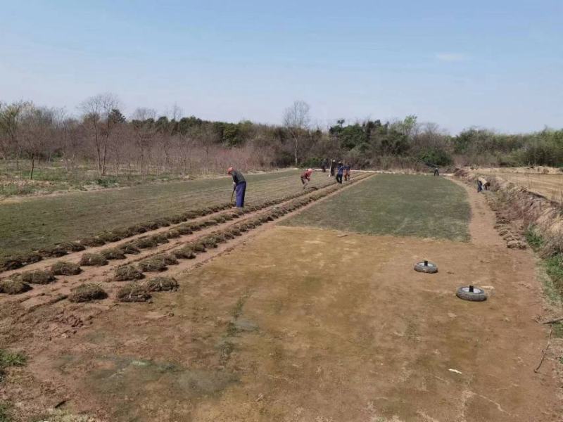 百慕大草坪欢迎随时来电咨询江苏句容德丰草坪基地直销