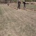 百慕大草坪欢迎随时来电咨询江苏句容德丰草坪基地直销