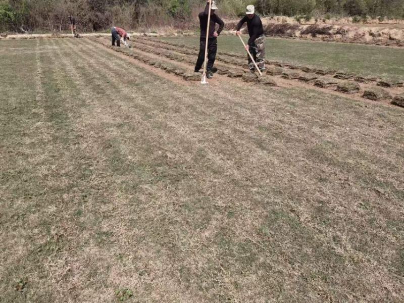 百慕大草坪欢迎随时来电咨询江苏句容德丰草坪基地直销