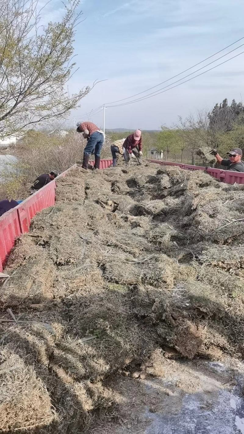 百慕大草坪欢迎随时来电咨询江苏句容德丰草坪基地直销