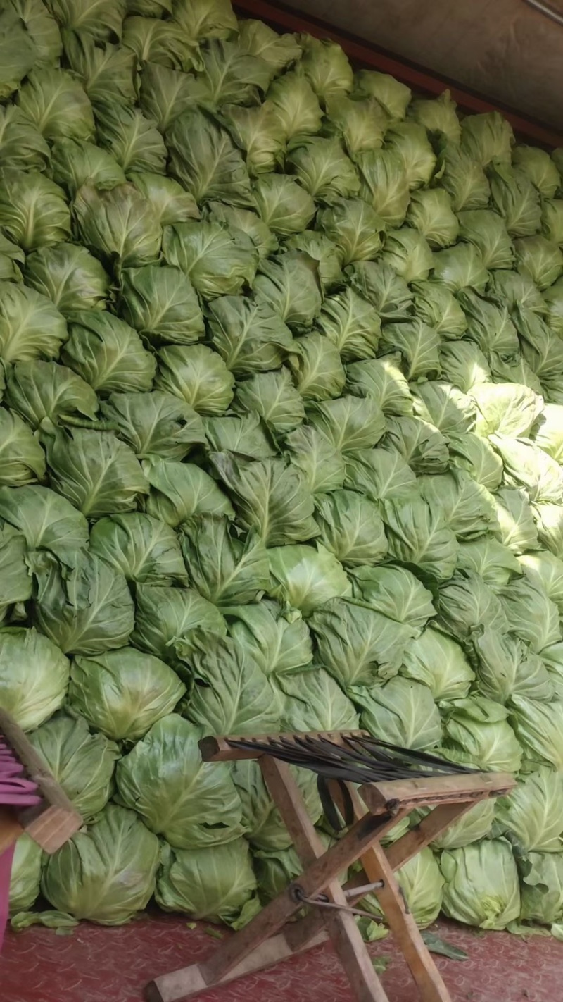 河北邯郸，产地直销，精品甘蓝，大量现货，价格便宜，