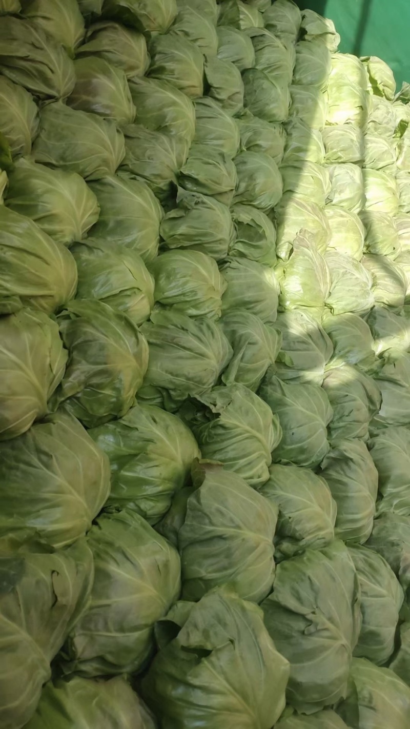 河北邯郸，产地直销，精品甘蓝，大量现货，价格便宜，
