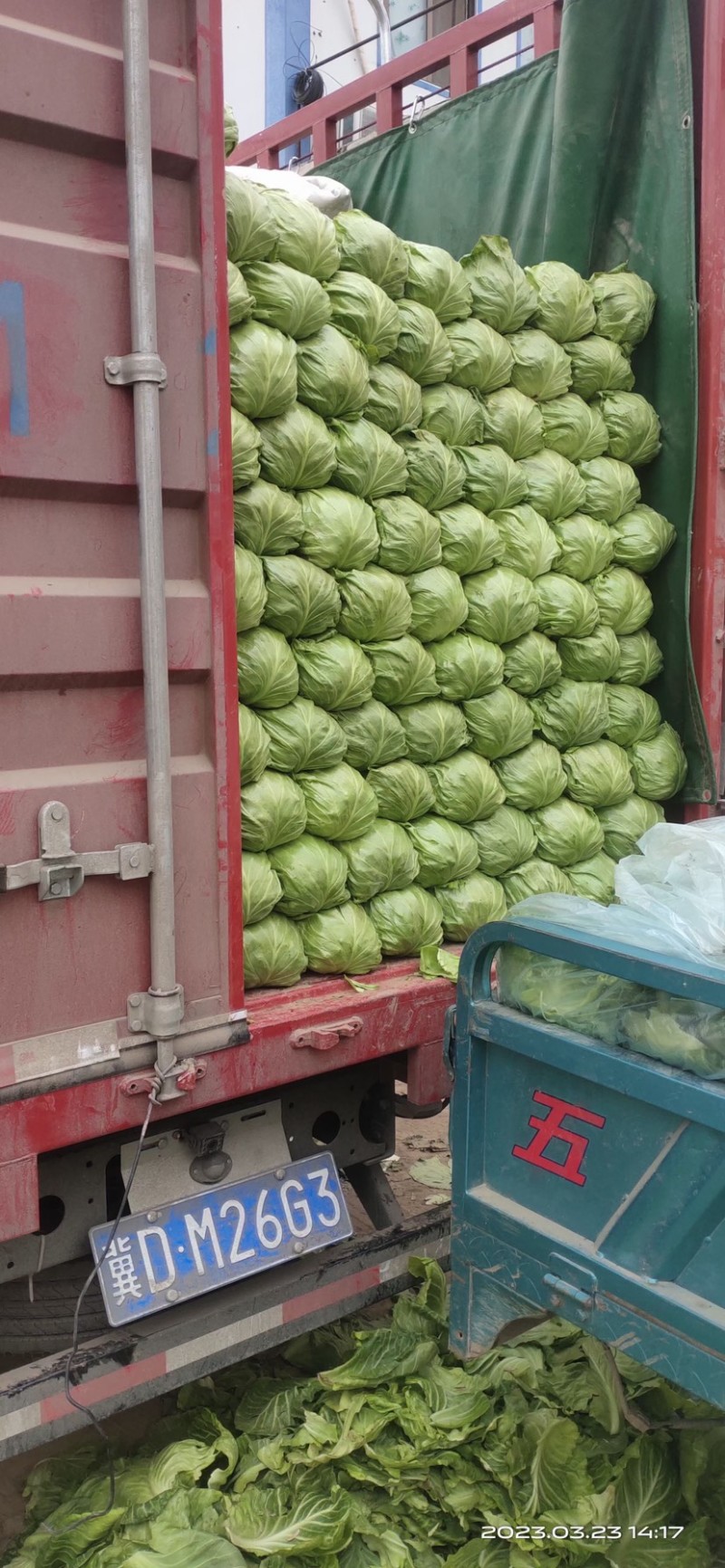河北邯郸，产地直销，精品甘蓝，大量现货，价格便宜，
