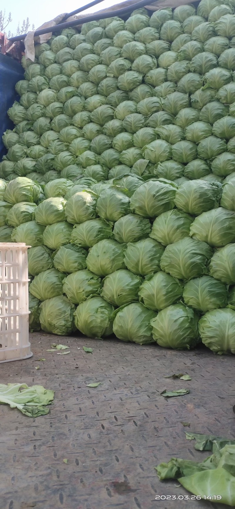 河北邯郸，产地直销，精品甘蓝，大量现货，价格便宜，
