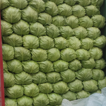 河北邯郸，产地直销，精品甘蓝，大量现货，价格便宜，