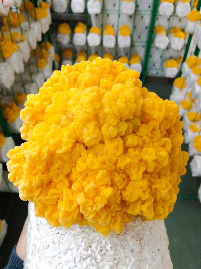 金耳菌