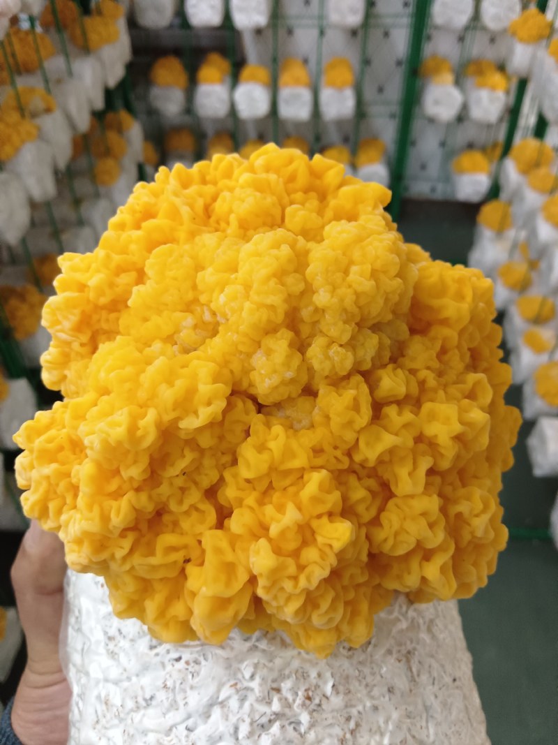 金耳菌