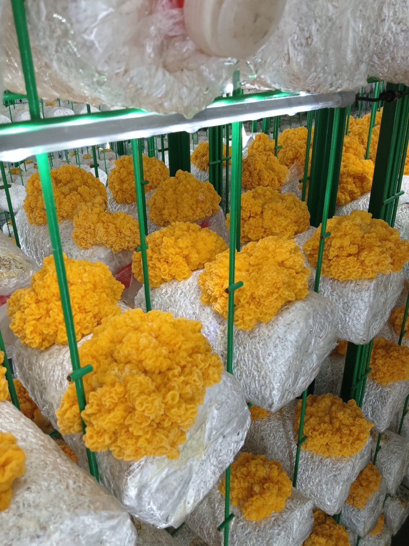 金耳菌