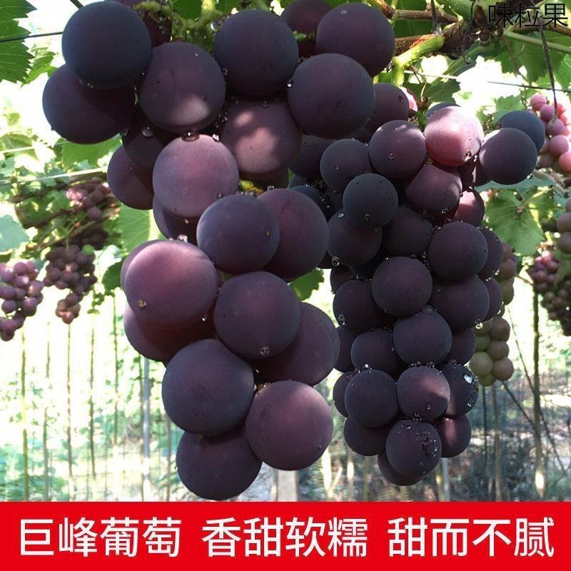 【牛商优选】精选巨峰葡萄产地批发现摘现发代发全国货