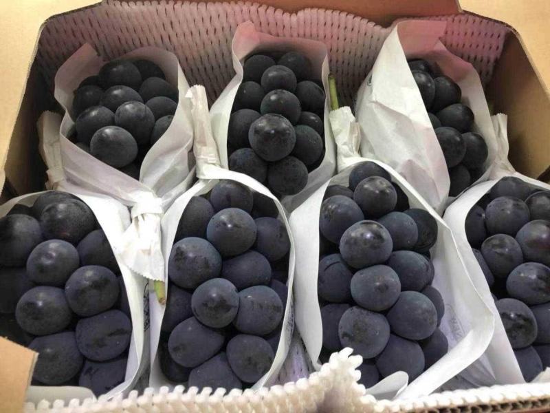 【牛商优选】精选巨峰葡萄产地批发现摘现发代发全国货