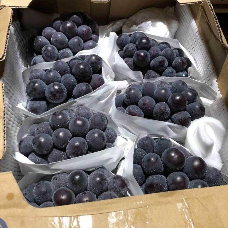 【牛商优选】精选巨峰葡萄产地批发现摘现发代发全国货