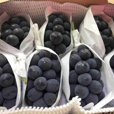 【牛商优选】精选巨峰葡萄产地批发现摘现发代发全国货