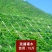 宽叶雀稗种子，国产百喜草种籽宽叶草护坡绿化草种畜禽牛羊鱼