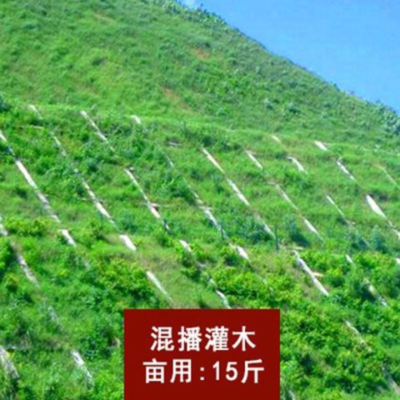 宽叶雀稗种子，国产百喜草种籽宽叶草护坡绿化草种畜禽牛羊鱼