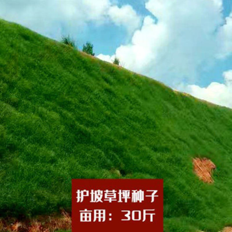 宽叶雀稗种子，国产百喜草种籽宽叶草护坡绿化草种畜禽牛羊鱼