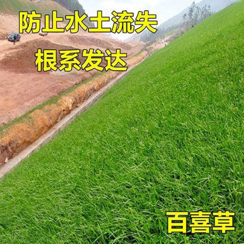 宽叶雀稗种子，国产百喜草种籽宽叶草护坡绿化草种畜禽牛羊鱼