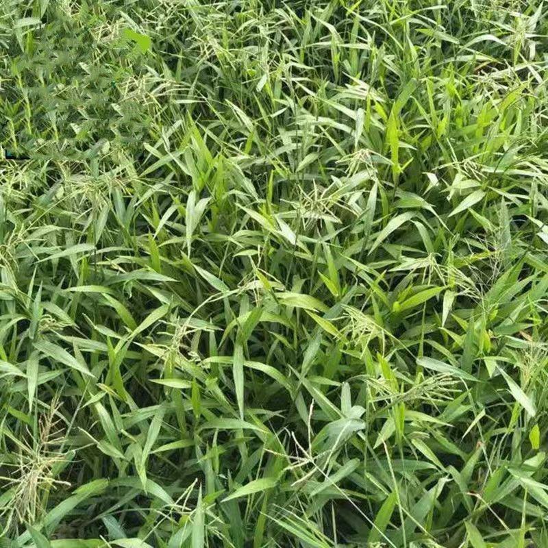 宽叶雀稗种子，国产百喜草种籽宽叶草护坡绿化草种畜禽牛羊鱼