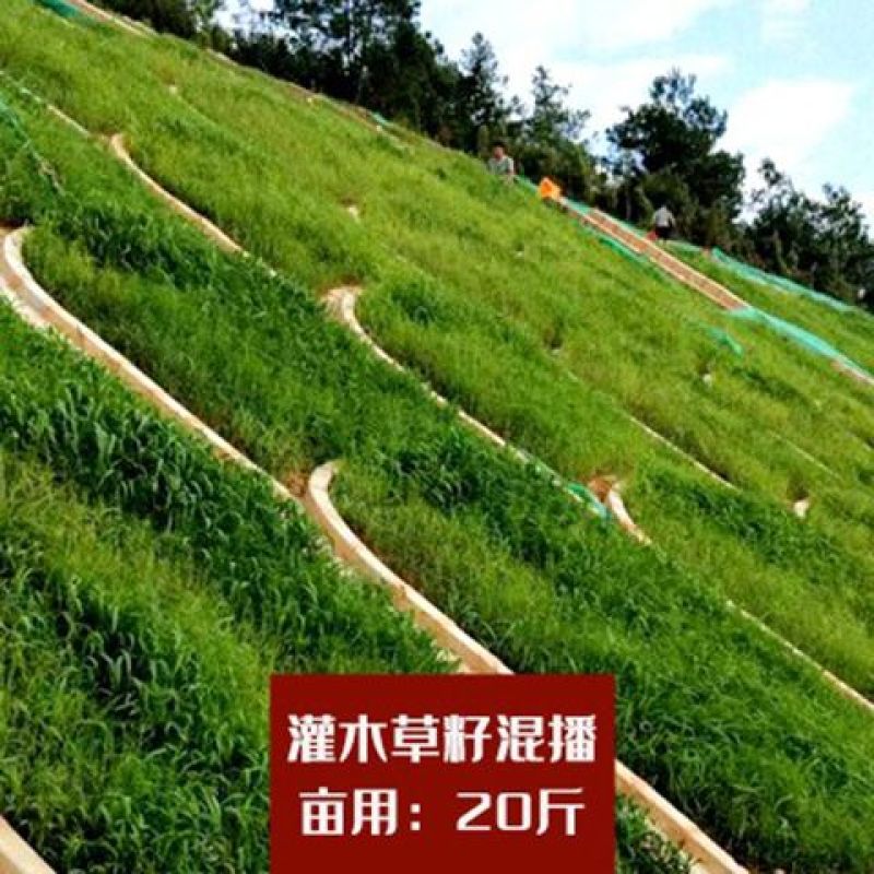 宽叶雀稗种子，国产百喜草种籽宽叶草护坡绿化草种畜禽牛羊鱼