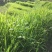 宽叶雀稗种子，国产百喜草种籽宽叶草护坡绿化草种畜禽牛羊鱼