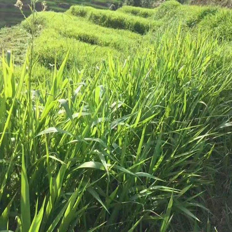 宽叶雀稗种子，国产百喜草种籽宽叶草护坡绿化草种畜禽牛羊鱼