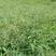 宽叶雀稗种子，国产百喜草种籽宽叶草护坡绿化草种畜禽牛羊鱼
