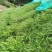 宽叶雀稗种子，国产百喜草种籽宽叶草护坡绿化草种畜禽牛羊鱼