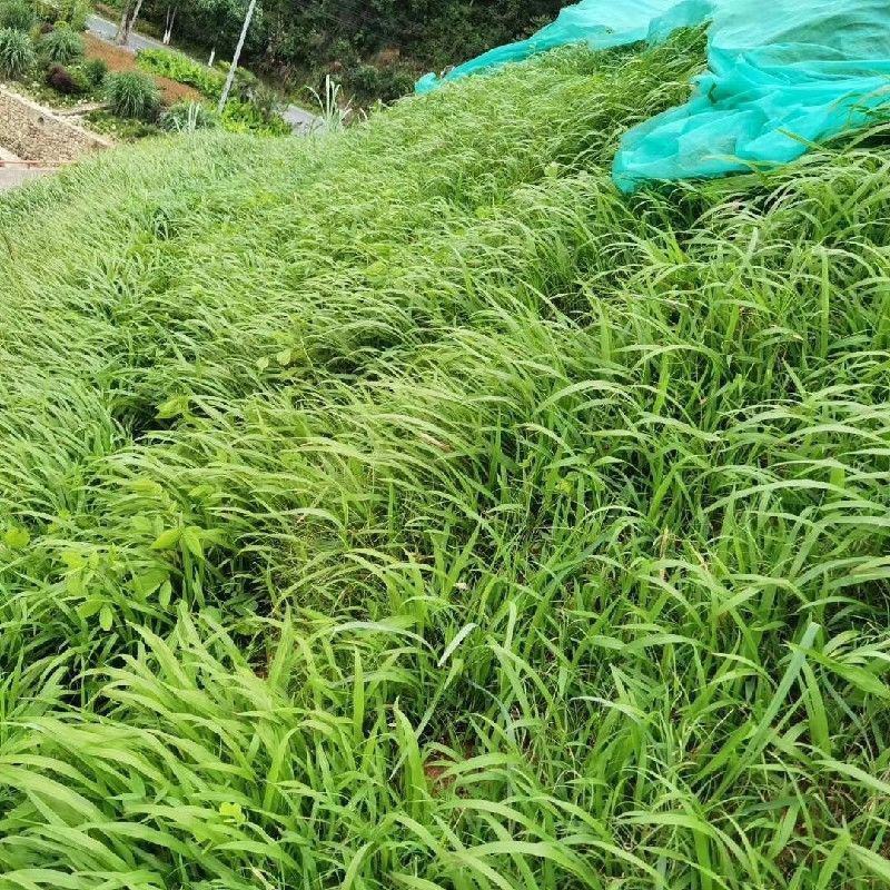 宽叶雀稗种子，国产百喜草种籽宽叶草护坡绿化草种畜禽牛羊鱼
